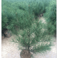 供應自己地里的30-80公分營養(yǎng)杯白皮松