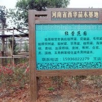 速生楊樹苗花椒苗桃樹苗泡桐冬青苗大葉女貞欒樹楸樹大量出售