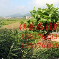 供應(yīng)山東泰安首批茉莉花苗 雙瓣白色茉莉花苗批發(fā)