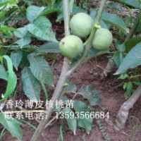 毛白楊 紅葉李 國槐