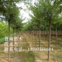 紅葉李 冬青 桐樹