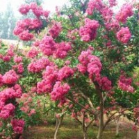 出售8公分紫薇，長(zhǎng)期供應(yīng)紫薇苗木15263086222