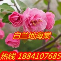 白蘭地海棠苗,紅葉海棠苗,兩刀寒富蘋(píng)果苗