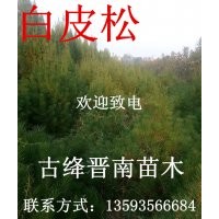 元寶楓 楊樹苗 櫻桃苗