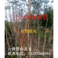 雪松 櫻桃苗 國槐苗