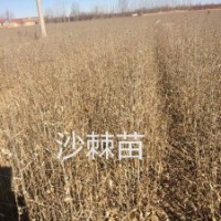 長(zhǎng)期供應(yīng)沙棘苗