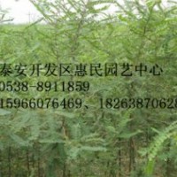 山東泰安0.5-1公分皂角醫(yī)用苗批發(fā)價(jià)格