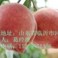 占地桃樹苗，晚熟桃苗，嫁接桃樹苗，桃樹苗價格，新品種桃樹苗