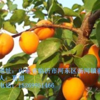 杏樹苗批發(fā)，新品種杏樹苗價格，凱特金太陽杏