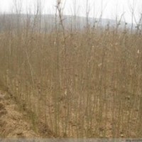 供應(yīng)五角楓小苗，欒樹小苗，皂角小苗