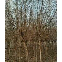 少量出售綠化柳樹