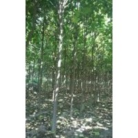 出售7公分9公分楸樹