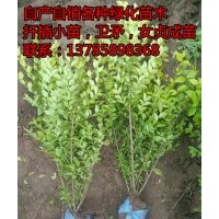 深州市北四王出售50-60公分金葉女貞