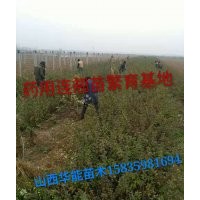 藥用連翹苗連翹苗價格山西連翹苗50公分連翹苗價格連翹經(jīng)濟價值