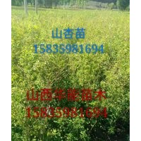 山杏苗基地哪里有山杏苗哪里有嫁接用的山杏苗山杏苗可以嫁接什么