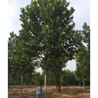 毛白楊國槐，千頭椿，法桐，速生柳，垂柳-