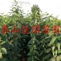 1年生杜仲樹苗哪里有佳園苗圃大量供應(yīng)杜仲樹苗