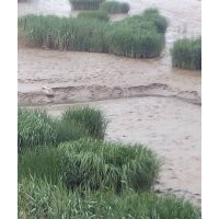 供應(yīng)大米草