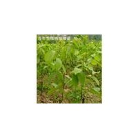 山西地區(qū)出售核桃苗 楓樹苗 欒樹苗 連翹苗