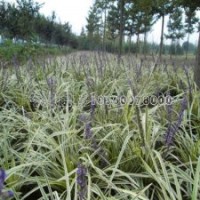 麥冬草苗一斤多少錢