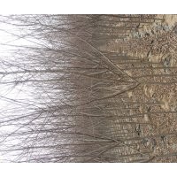 海棠，黑松，綠化苗