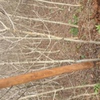 對節(jié)白蠟扦插苗