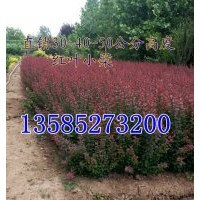 紅葉小檗高度30-40公分，紅葉小檗色帶苗價格-江蘇紅葉小檗產(chǎn)地價