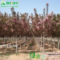 日本紅葉櫻花管理資料 江西日本紅葉櫻花小苗基地 紅葉櫻花小苗報(bào)