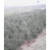 云杉小苗，油松樟子松