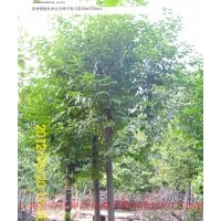 黃櫨，玉蘭，杜仲，北欒，五角楓13462522562