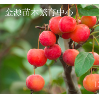 北美海棠絢麗海棠