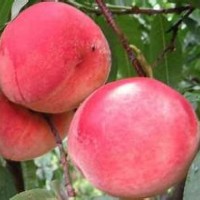 桃苗的管理技術(shù)