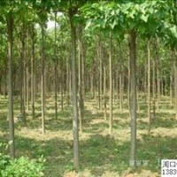 供應(yīng)楸樹10-20公分價格低，樹形好