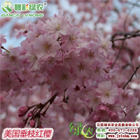 美國(guó)垂枝紅櫻 垂枝紅櫻小苗基地 贛彩櫻花出售 2015暢銷櫻花