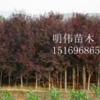 花卉之鄉(xiāng)————青州 矮牽牛（紅色，粉色，紫色，白色）、鼠尾