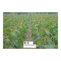 河南楸樹|楸樹價格|速生楸樹|楸樹苗