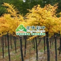 日本紅楓--橙子夢(mèng)