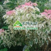 粉葉復(fù)葉槭