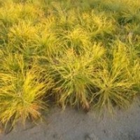 營(yíng)養(yǎng)袋樟子松