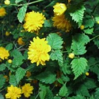 棣棠、迎春、紅葉小檗、金葉女貞