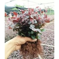 大量供應(yīng)紅繼木，毛杜鵑，鴛鴦茉莉床苗