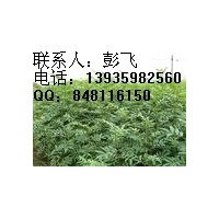 供應(yīng)大紅袍花椒苗 大紅袍花椒苗最新價(jià)格