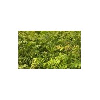 湖北供應(yīng)青錢柳小苗、青錢柳種植基地、最新技術(shù)、圖片