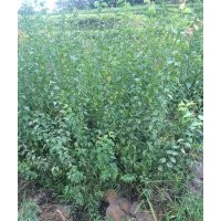 大量出售供應(yīng)青梅苗青梅子播苗青梅實(shí)生苗 嫁接苗 果苗