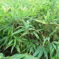 2015年11月19日-云南昆明毛竹苗-楠竹苗最新價(jià)1元棵(圖)