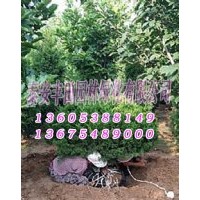 龍柏球苗木基地