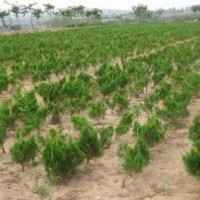 山東泰安龍柏苗批發(fā)價格
