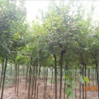 出售3公分榆樹(shù)10萬(wàn)株