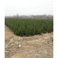 山東泰安蜀儈批發(fā)價格