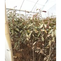 山東泰安石楠苗批發(fā)價格